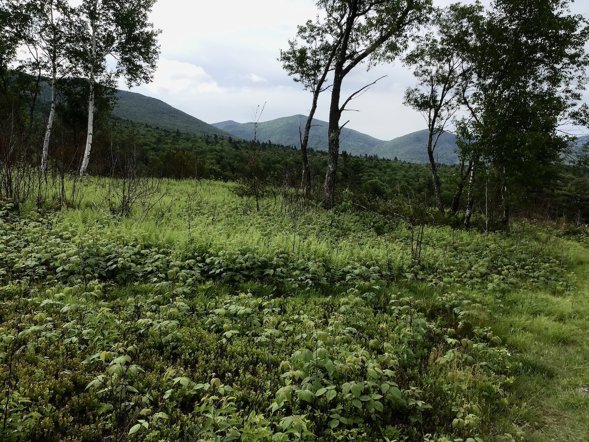 null - ML637502514