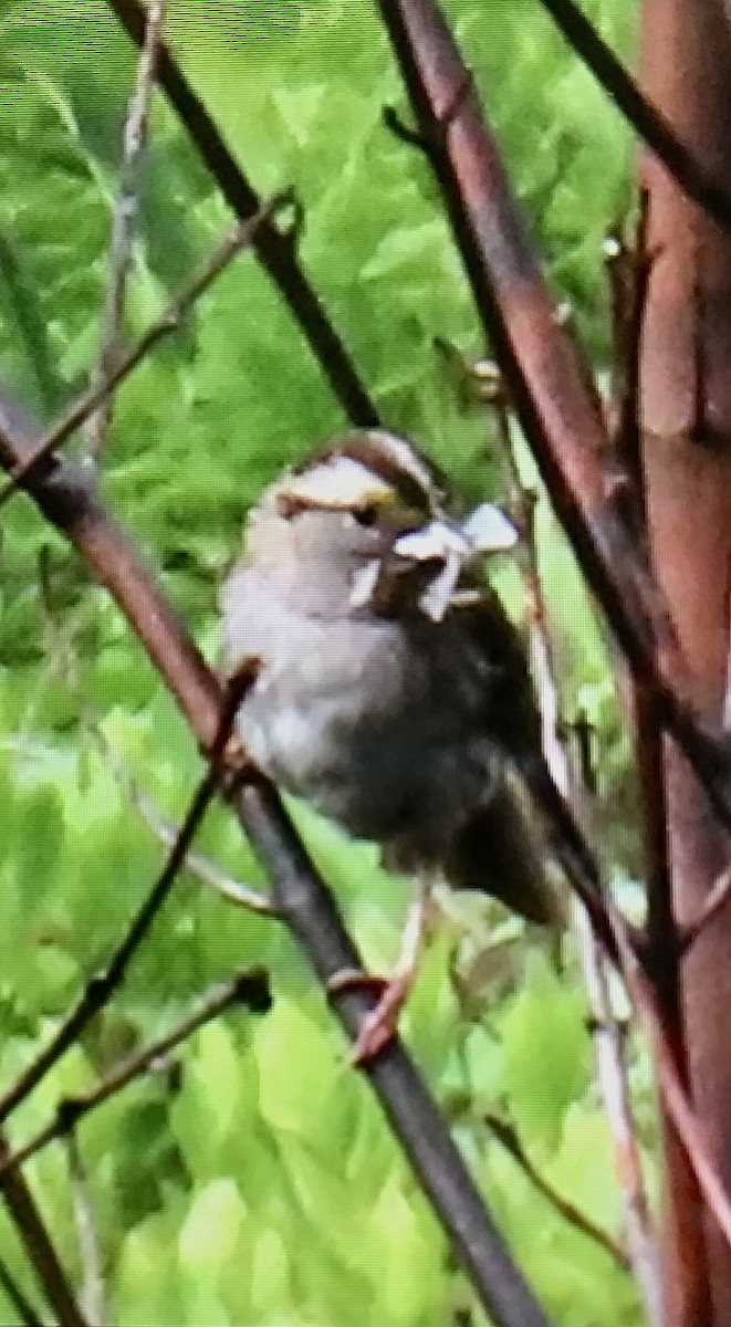 White-throated Sparrow - ML637502522