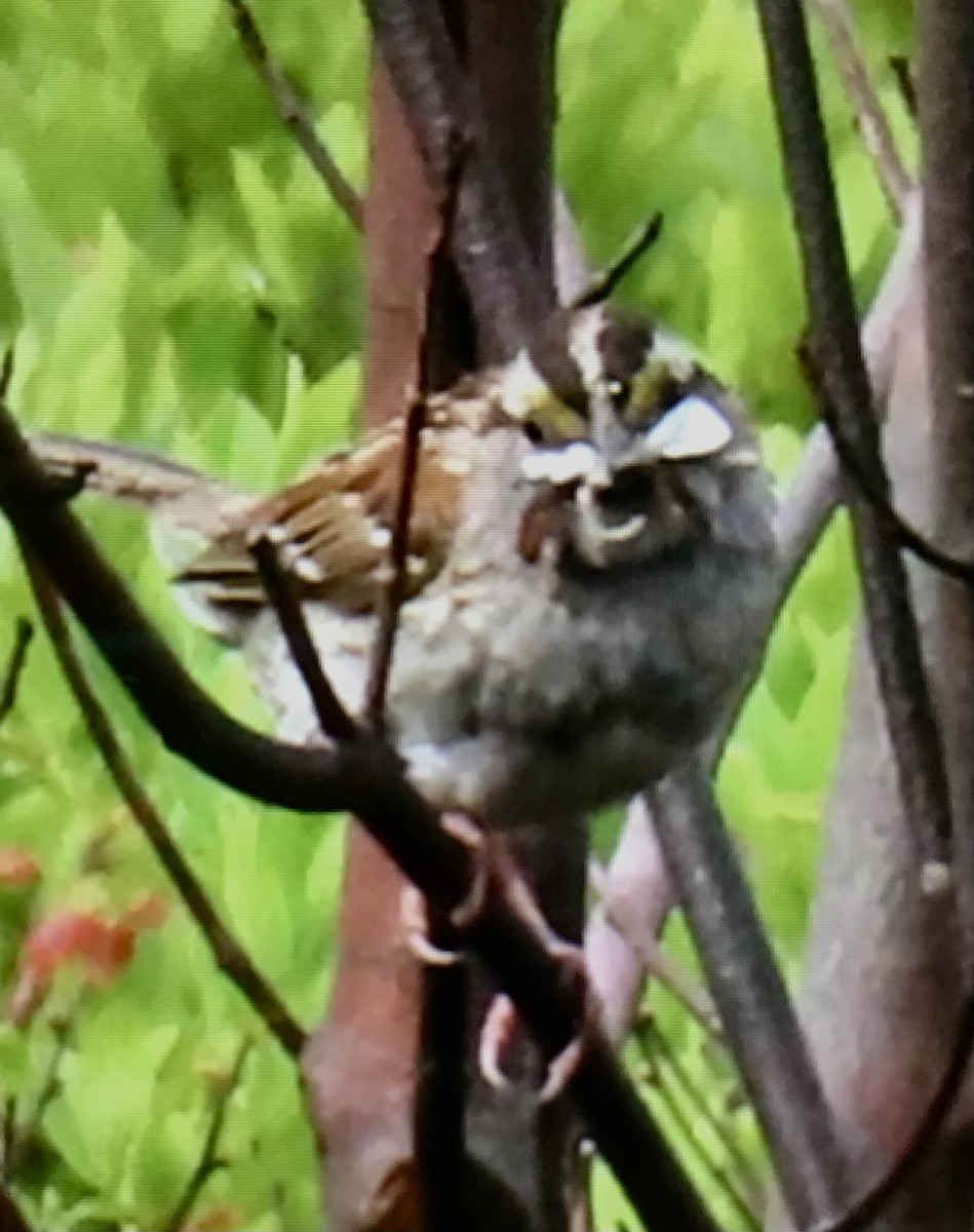 White-throated Sparrow - ML637502524