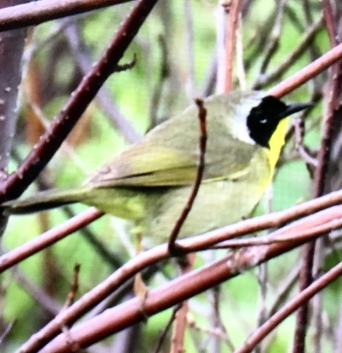 Common Yellowthroat - ML637502537