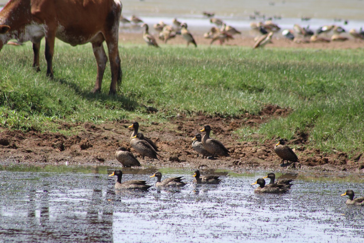 Yellow-billed Duck - ML637502538
