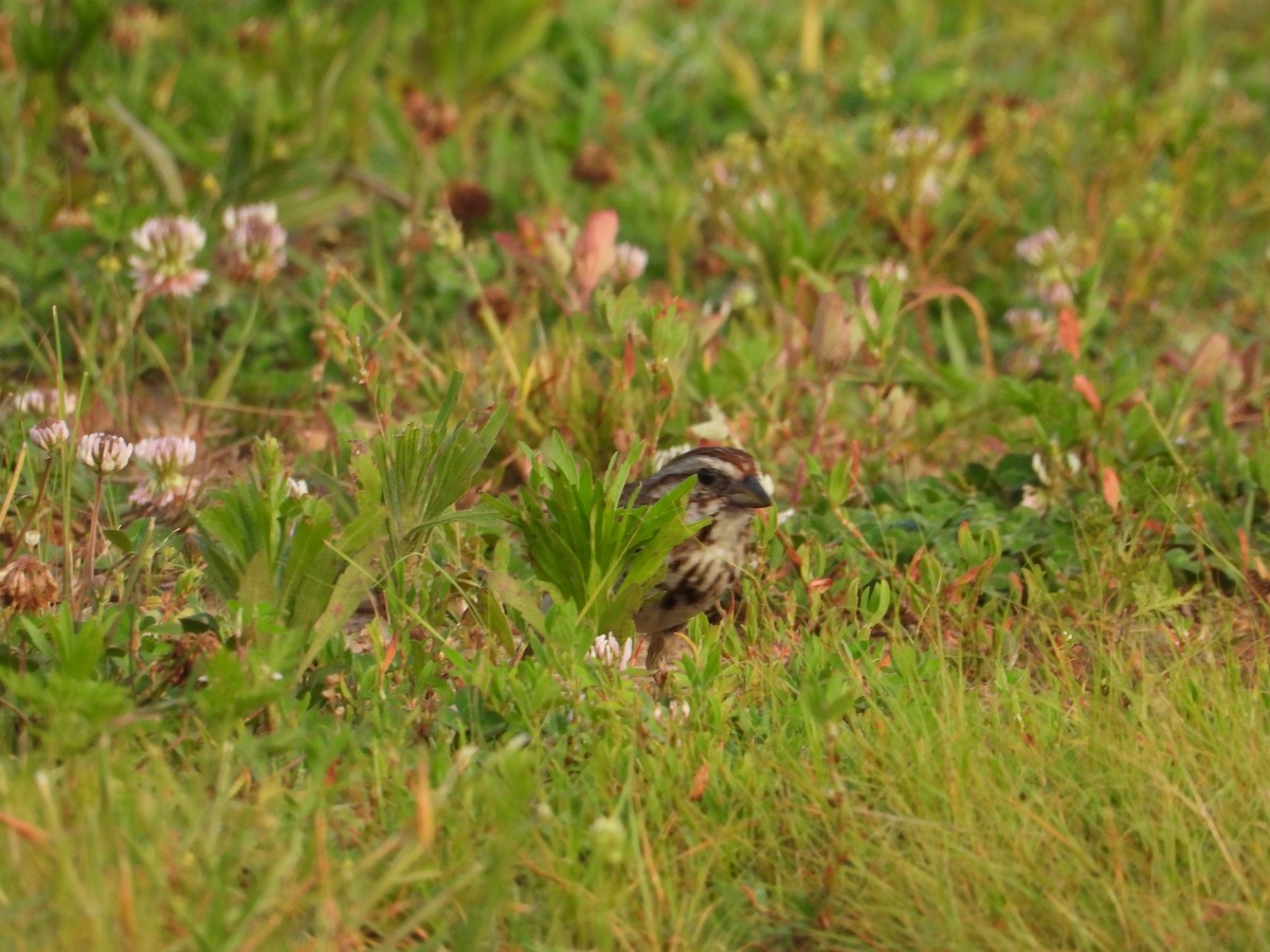 Song Sparrow - ML637502539
