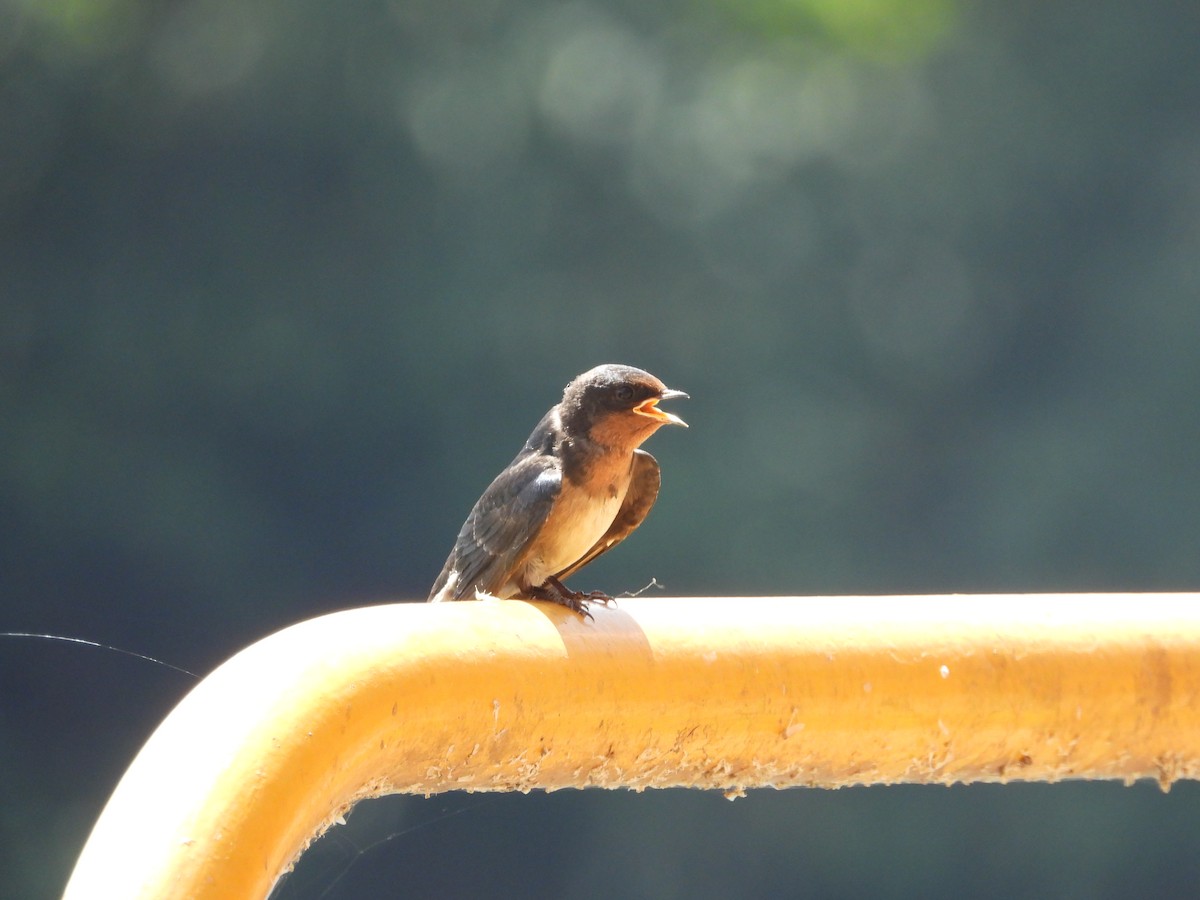 Angola Swallow - ML637502546