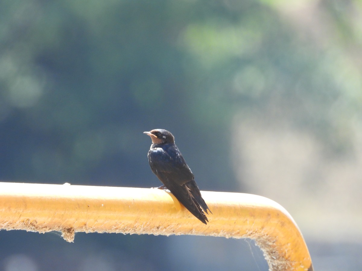 Angola Swallow - ML637502549