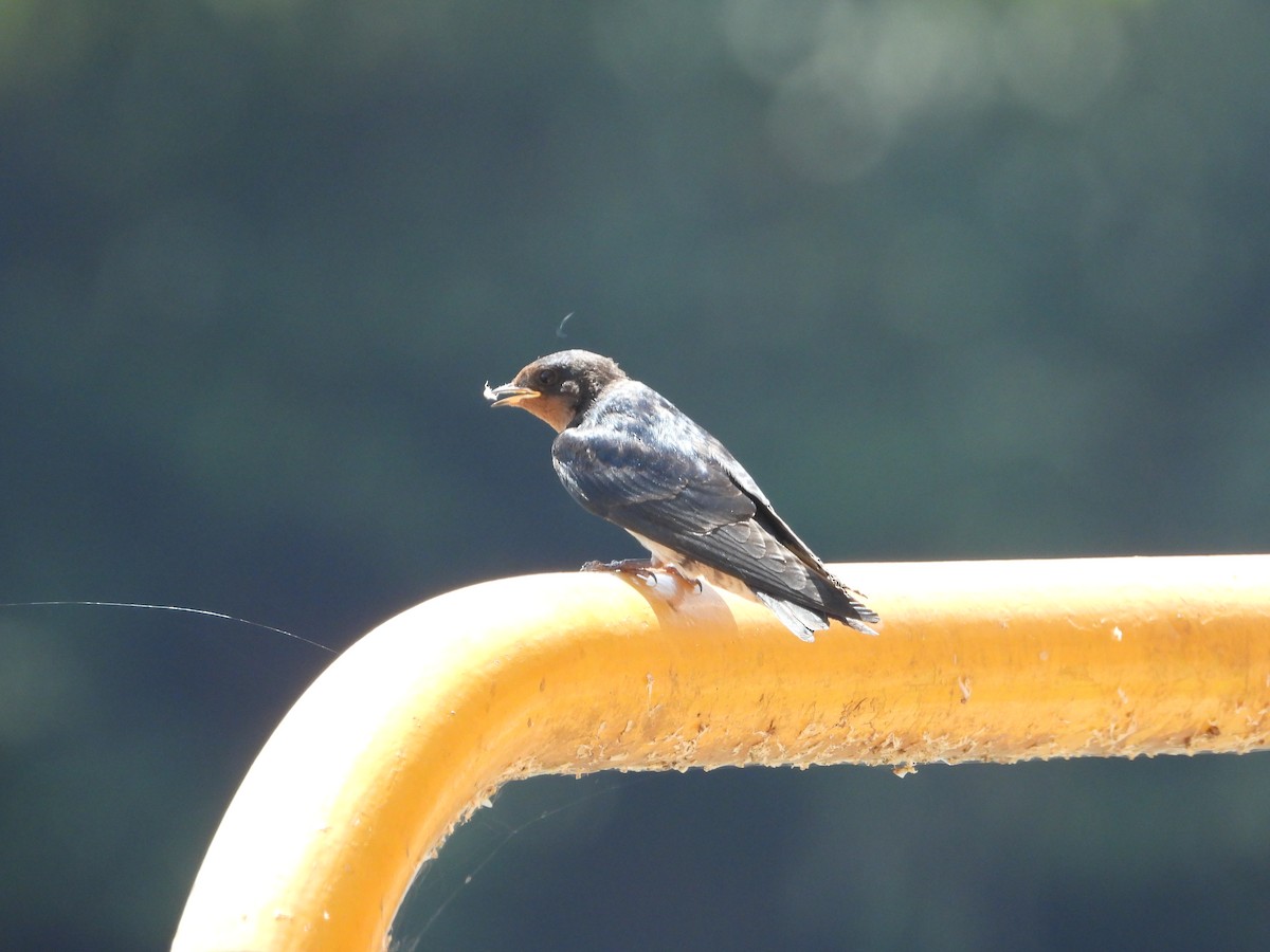 Angola Swallow - ML637502550