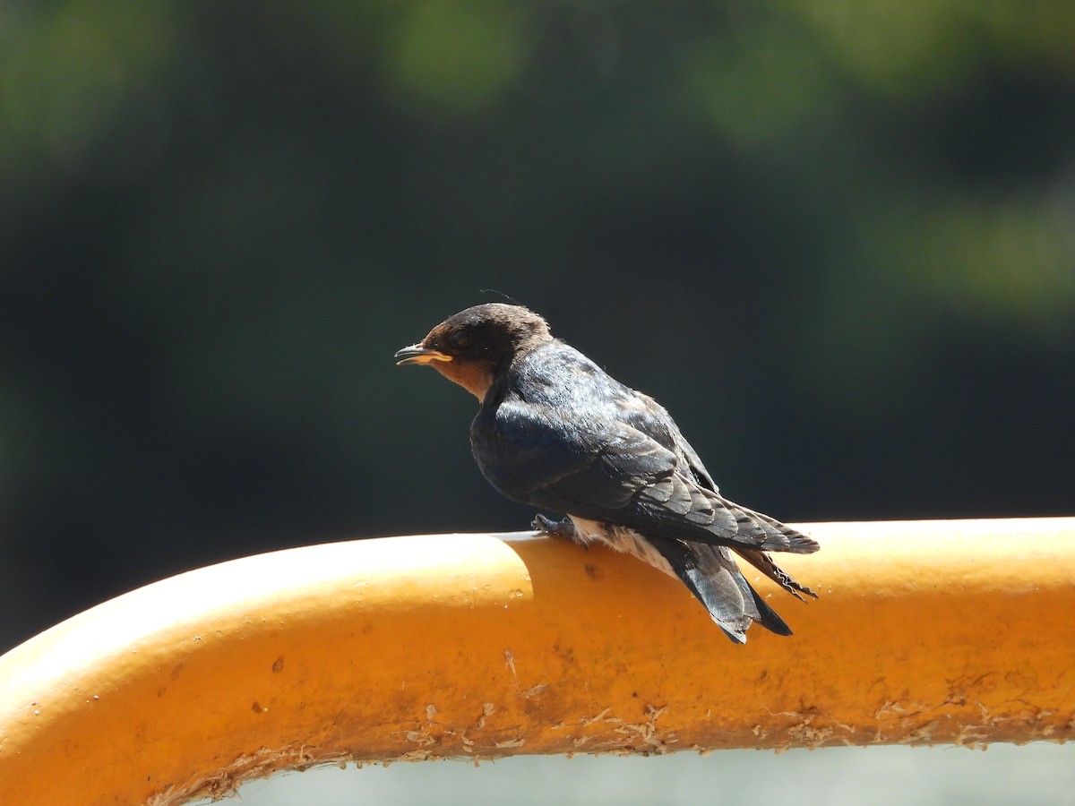 Angola Swallow - ML637502551