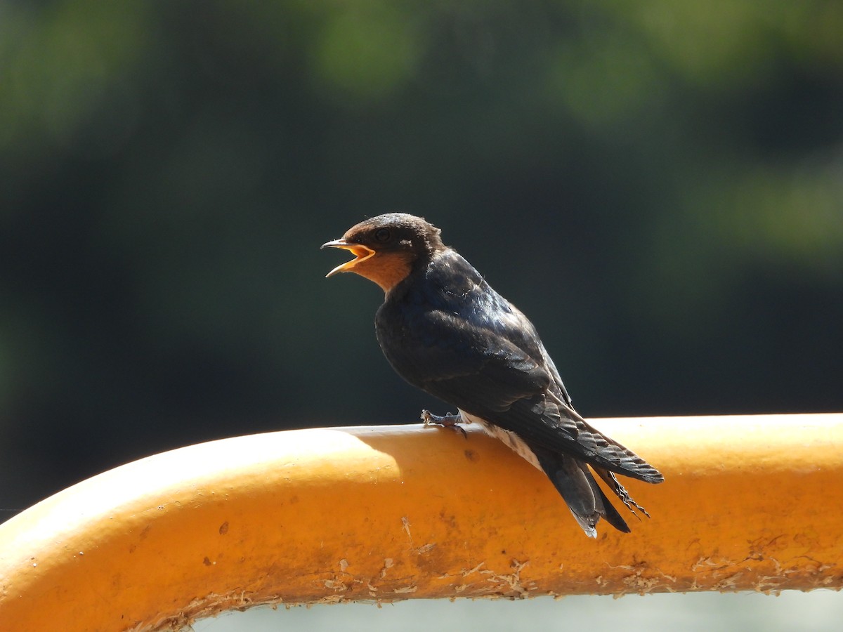 Angola Swallow - ML637502553