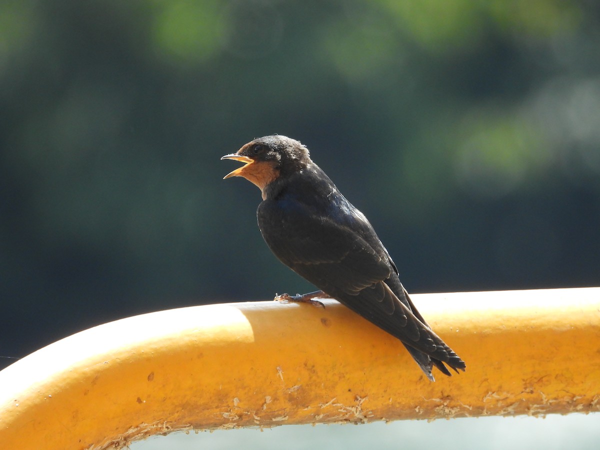 Angola Swallow - ML637502555