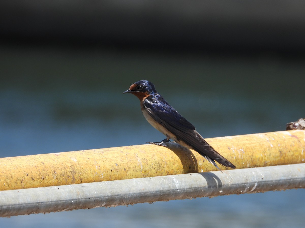 Angola Swallow - ML637502556