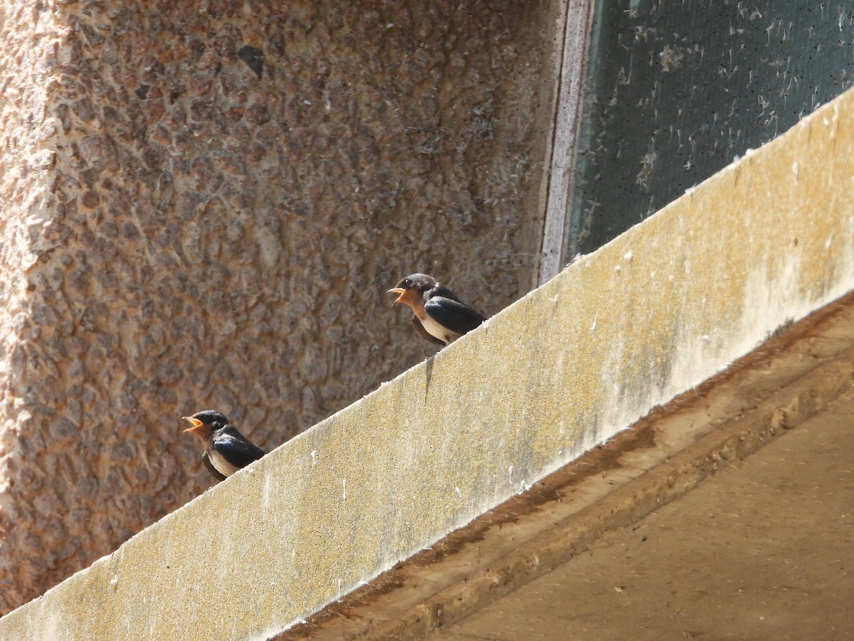 Angola Swallow - ML637502557