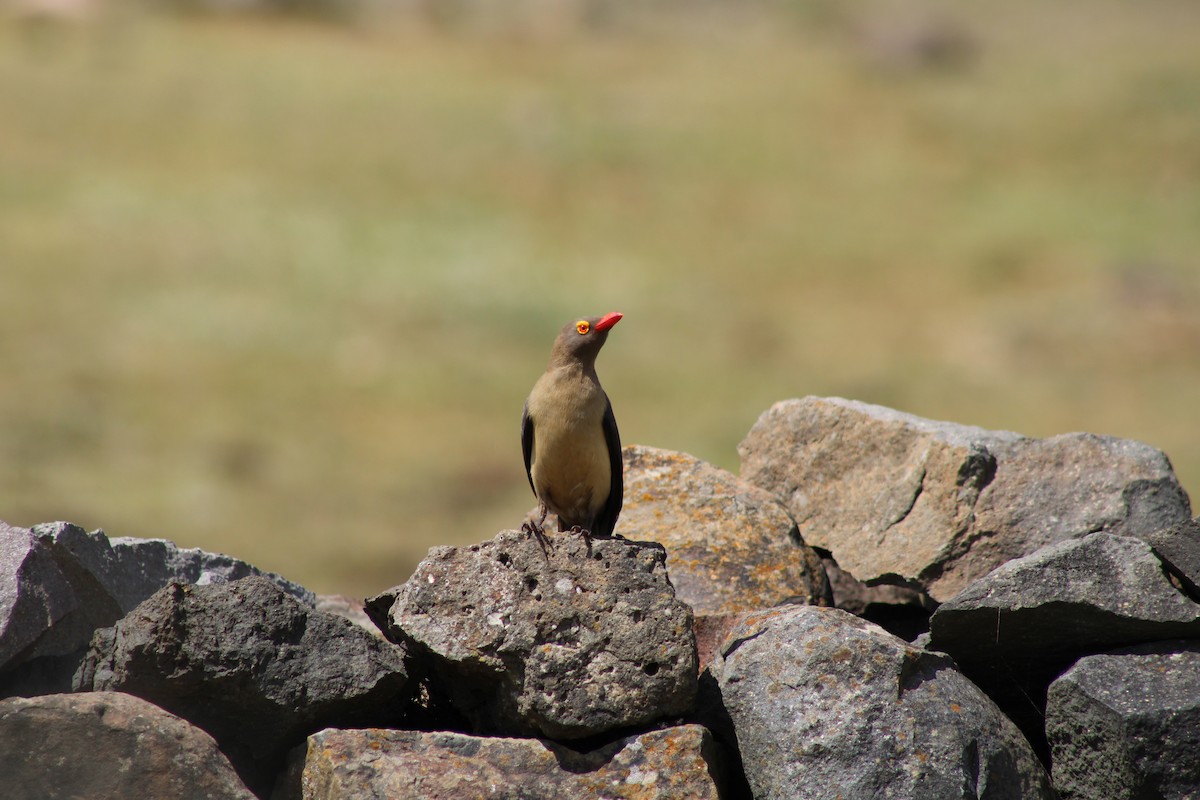 Red-billed Oxpecker - ML637502564