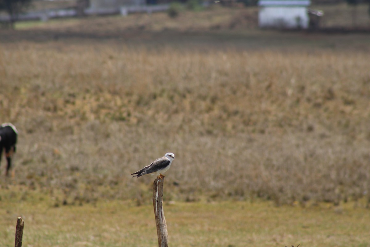 黑翅鳶 - ML637502569