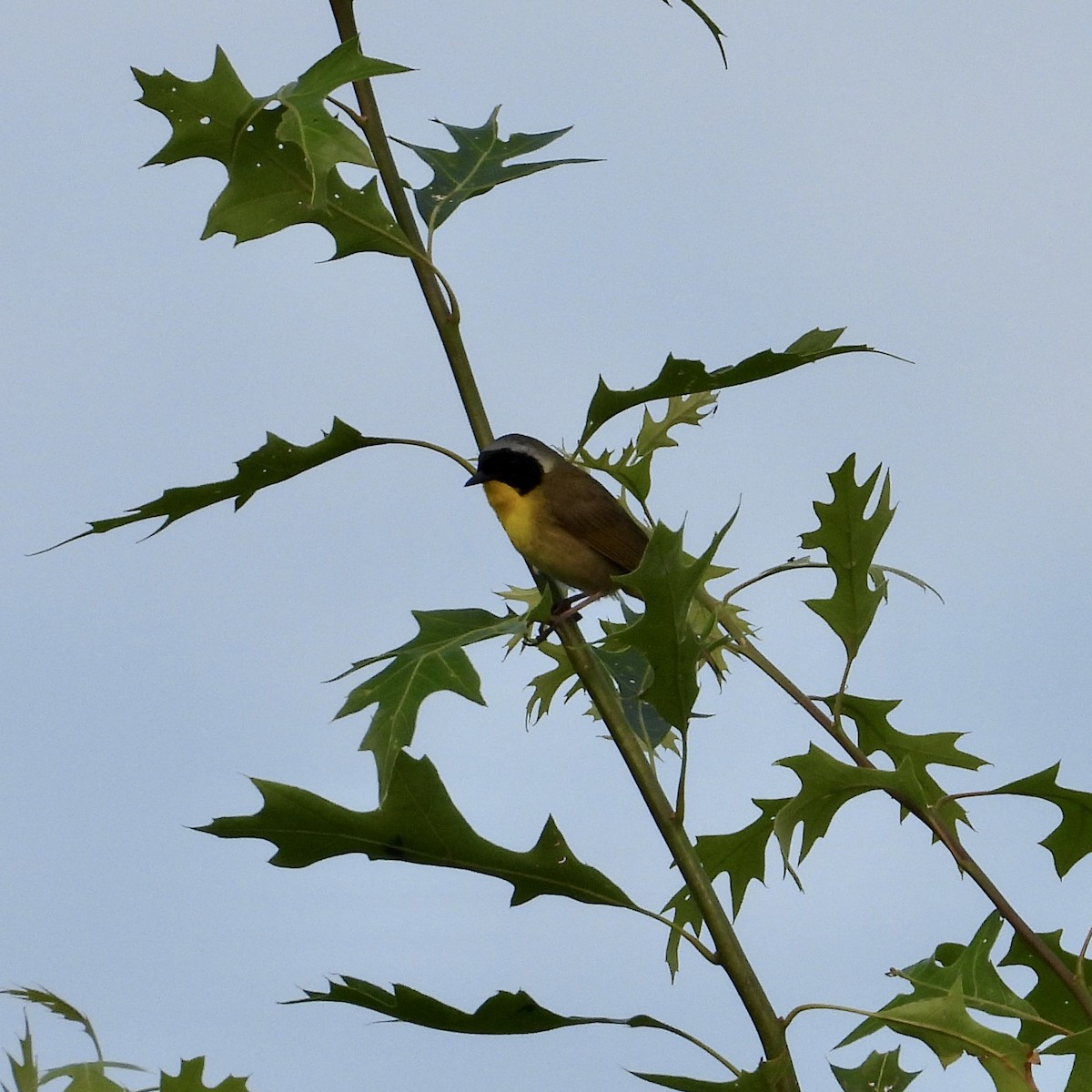 Common Yellowthroat - ML637502581
