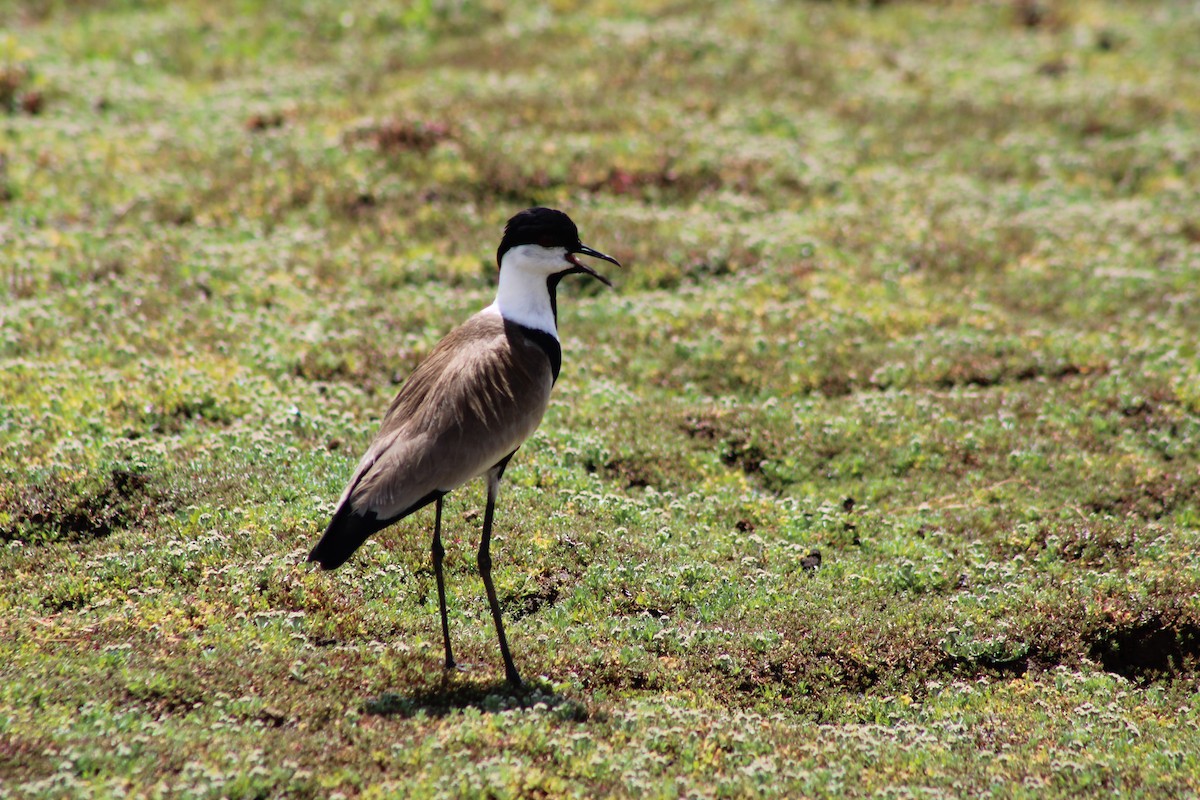 Spur-winged Lapwing - ML637502585