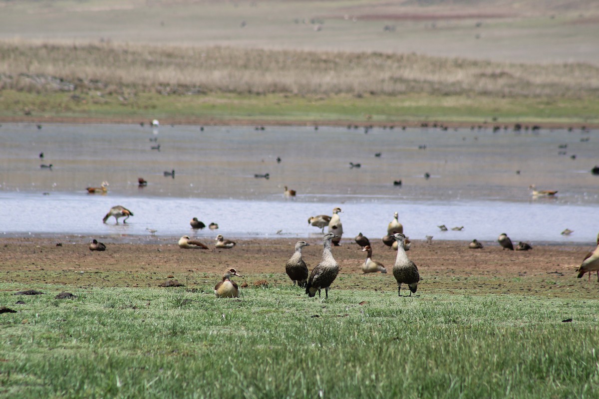 埃及雁 - ML637502589