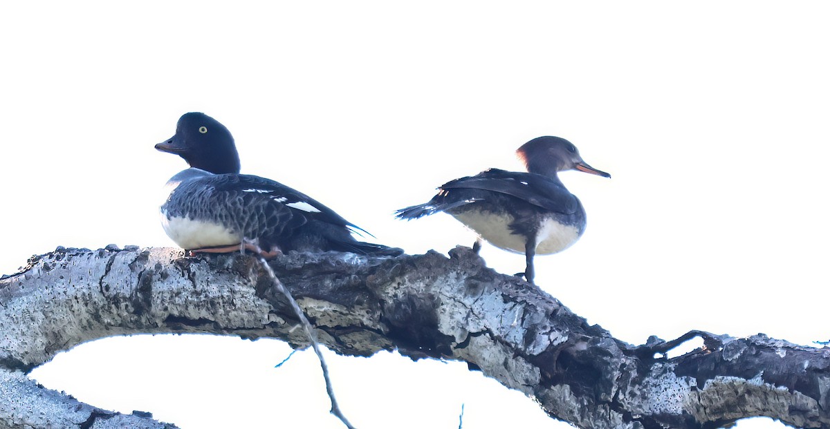 Barrow's Goldeneye - ML637502594