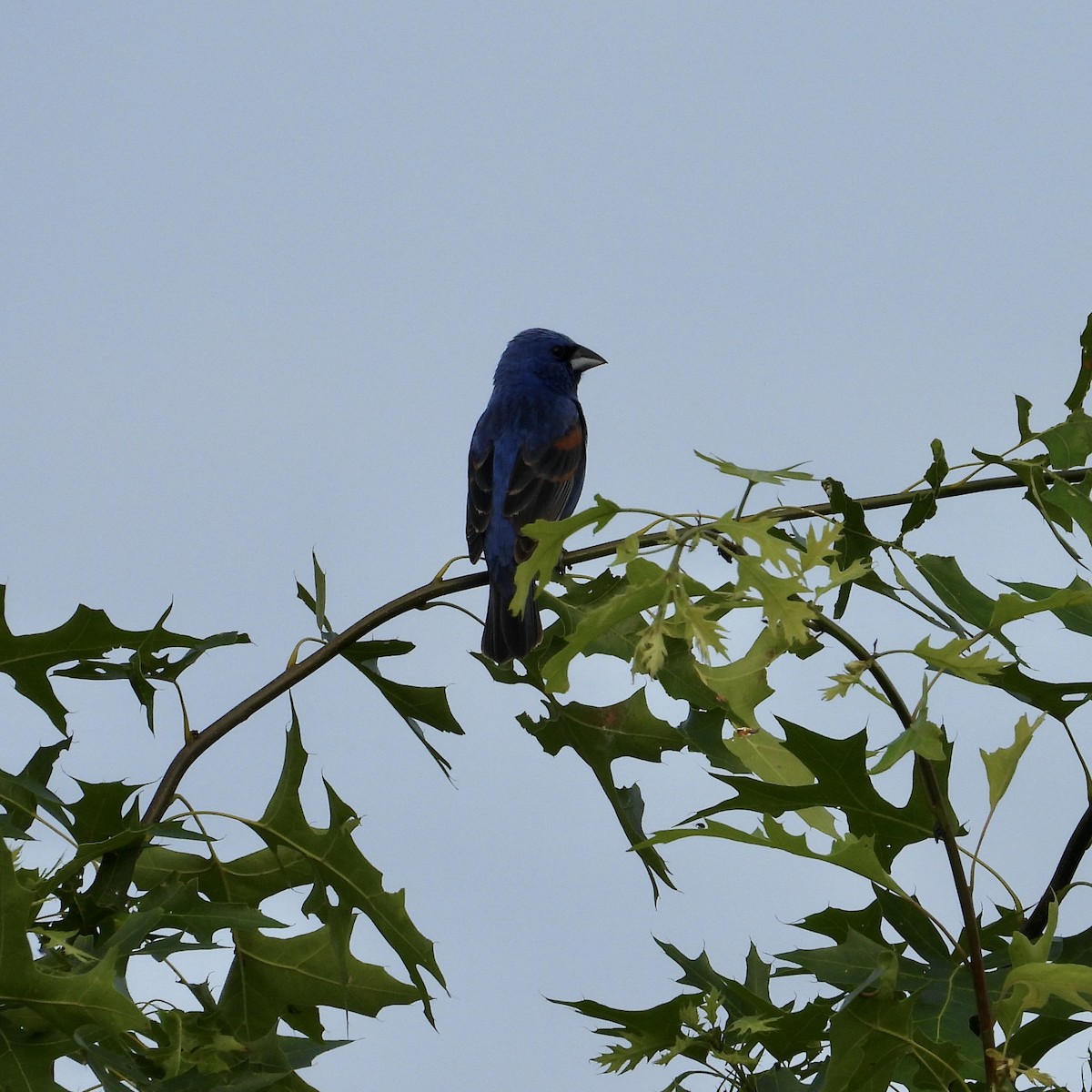 Blue Grosbeak - ML637502599