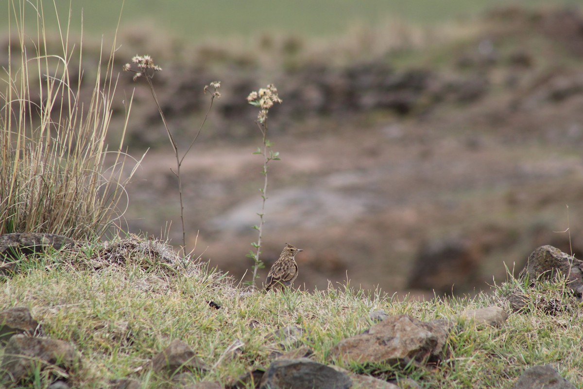 Thekla's Lark - ML637502620