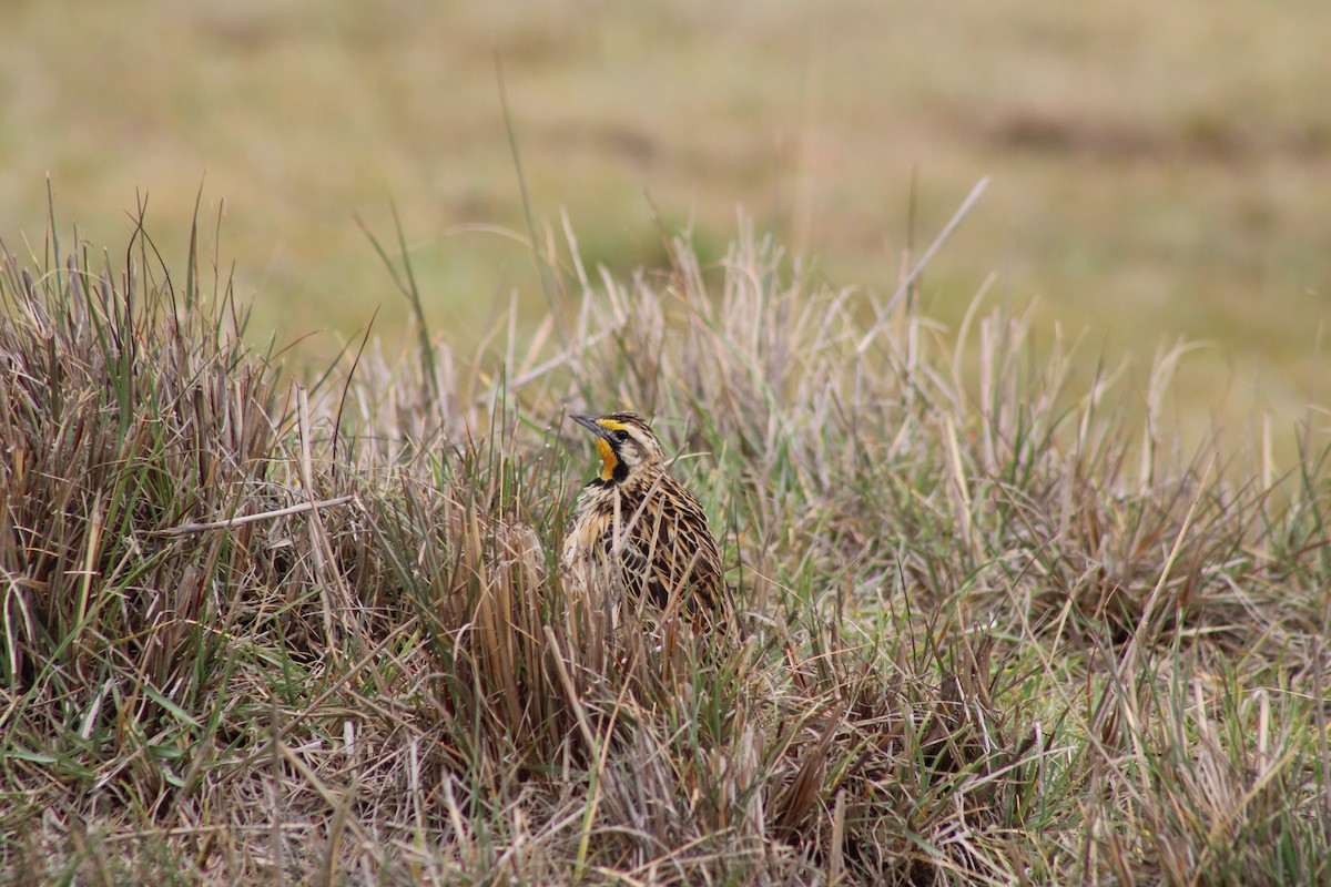 Abyssinian Longclaw - ML637502634