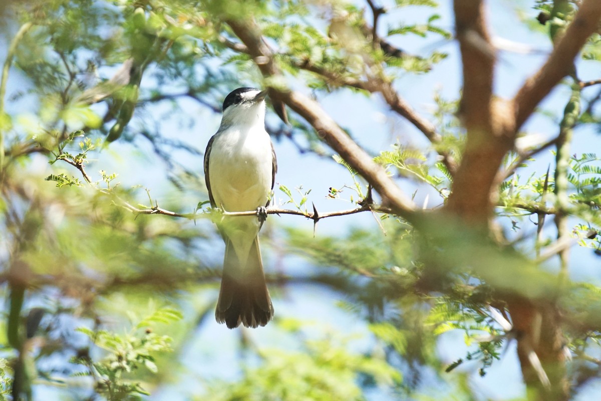 White-naped Xenopsaris - ML637502636