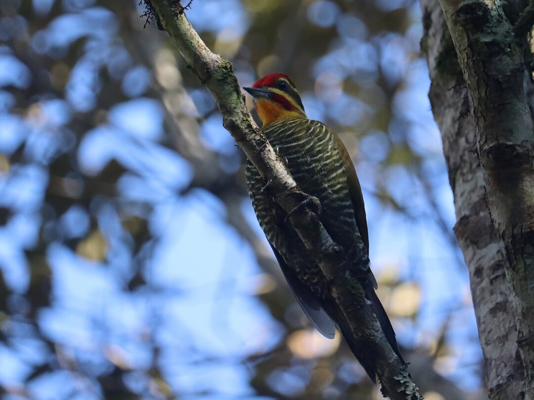 White-browed Woodpecker - ML637502637