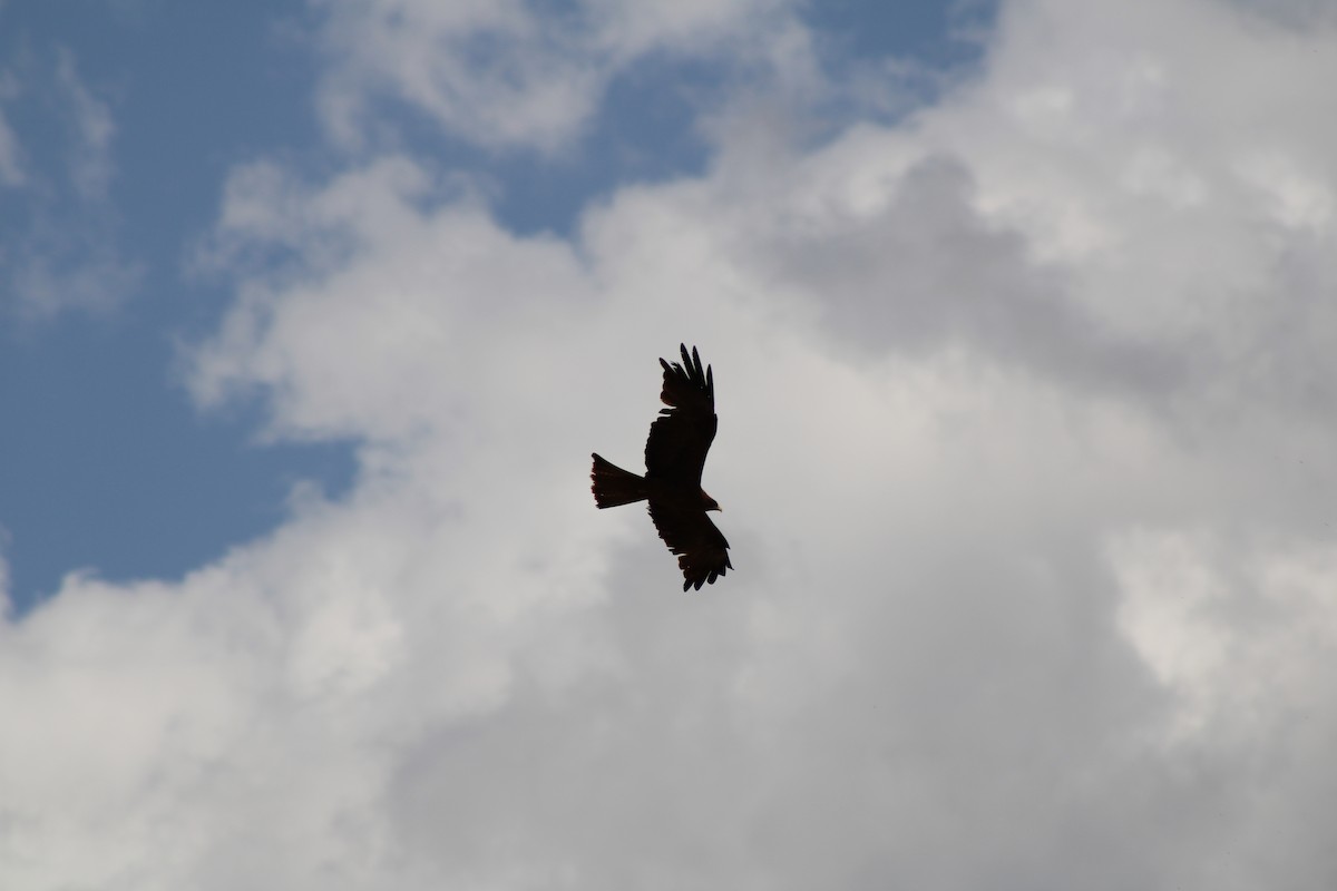 黑鳶 - ML637502652