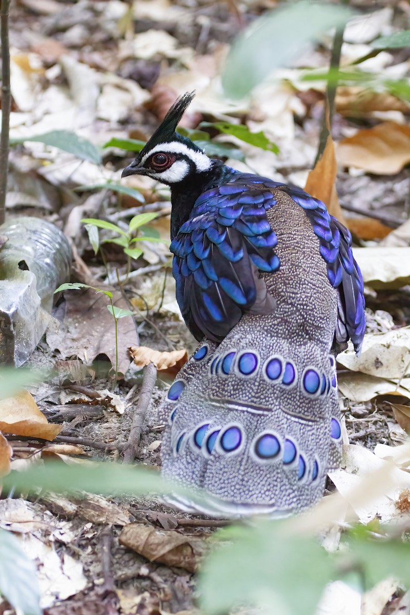 Palawan Peacock-Pheasant - ML637502660