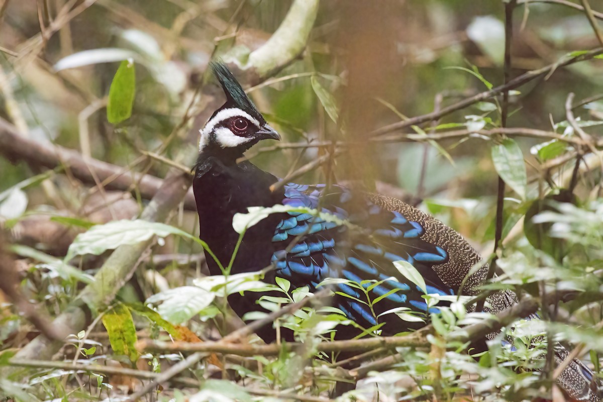 Palawan Peacock-Pheasant - ML637502662