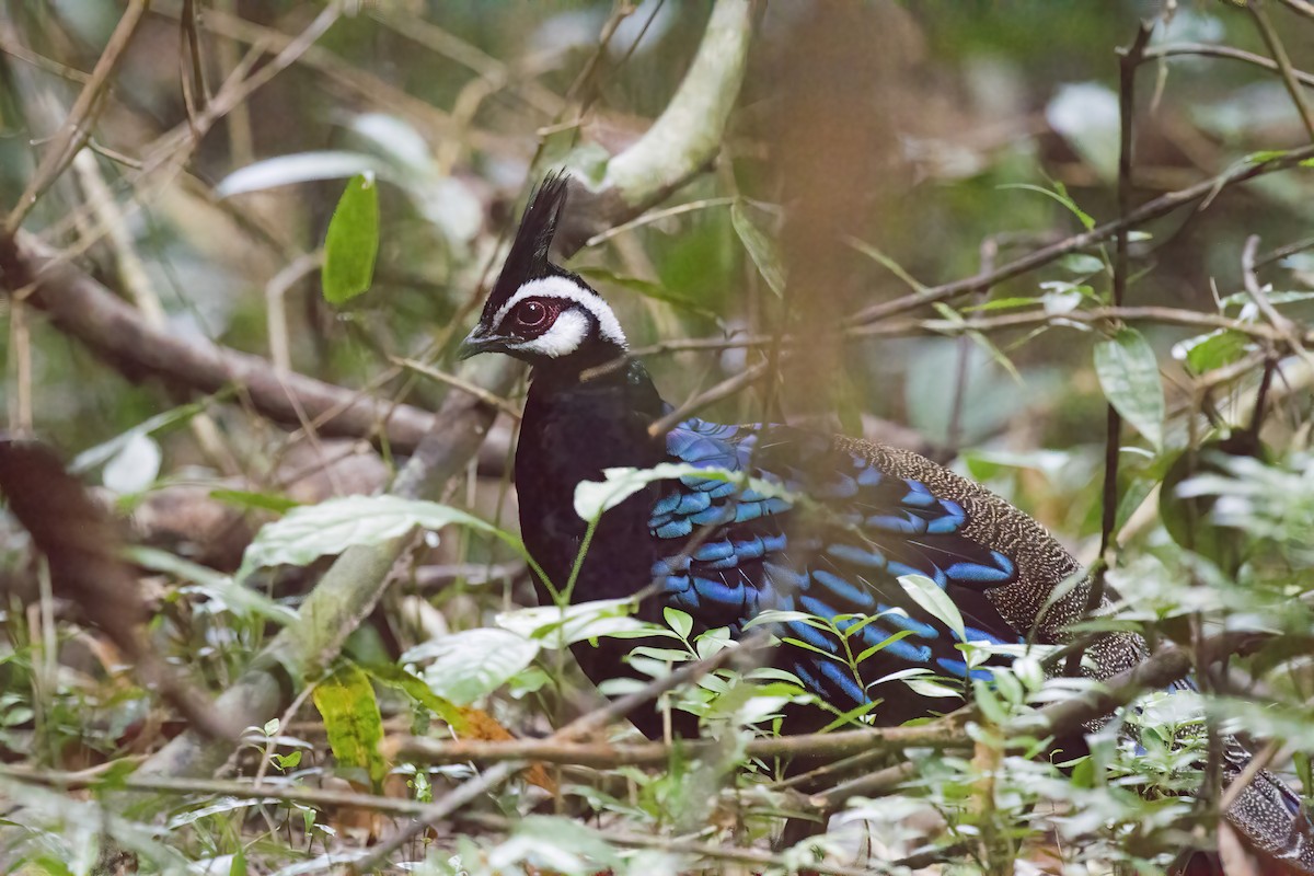 Palawan Peacock-Pheasant - ML637502674