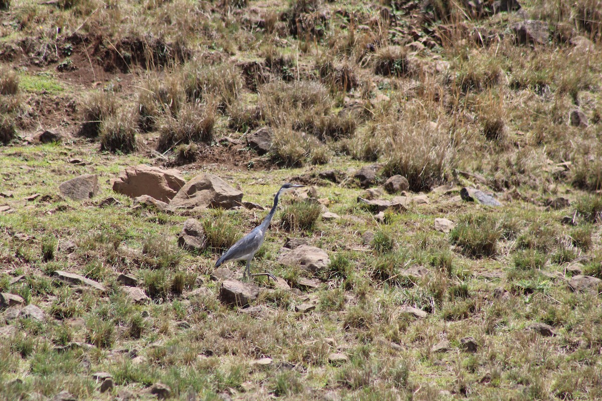 Black-headed Heron - ML637502678