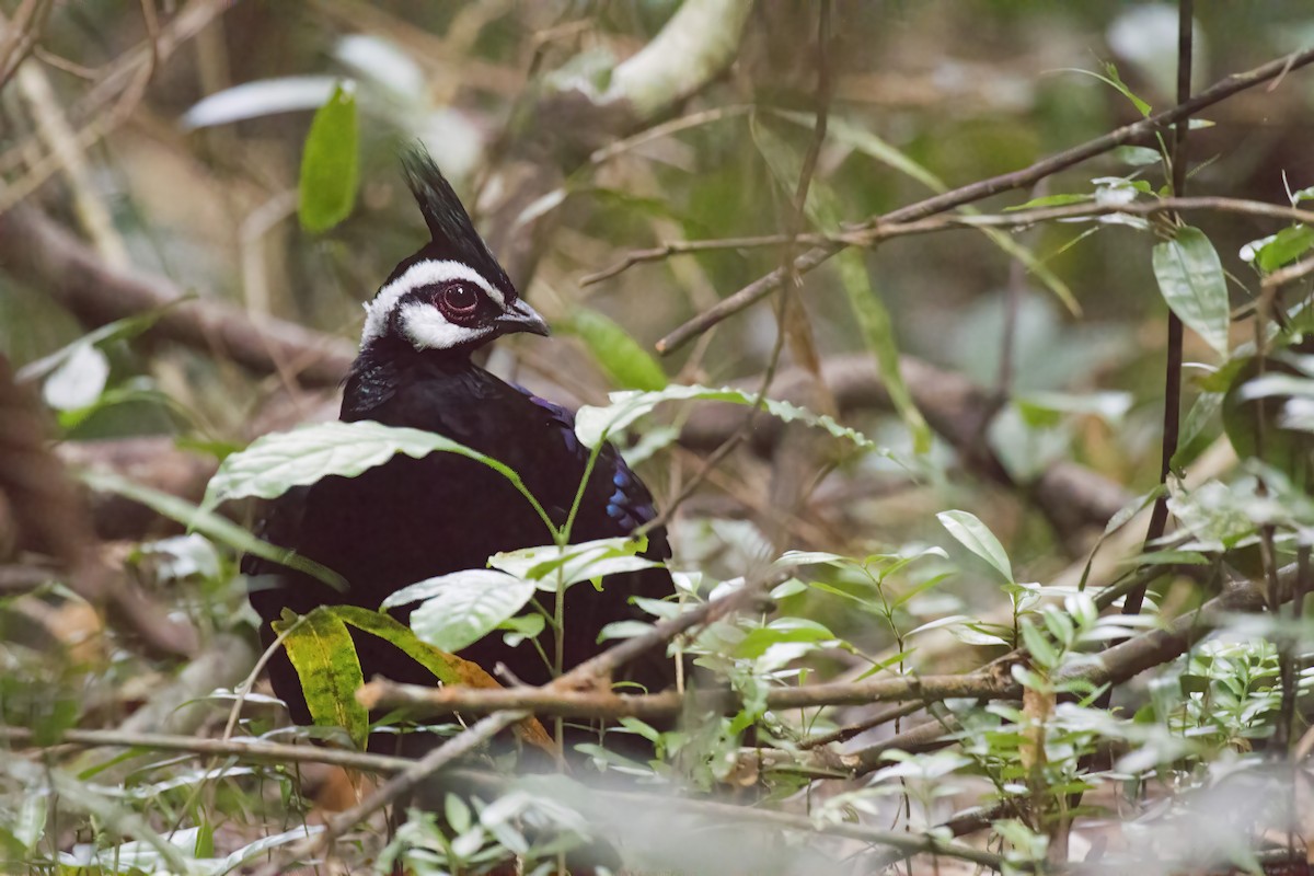Palawan Peacock-Pheasant - ML637502680
