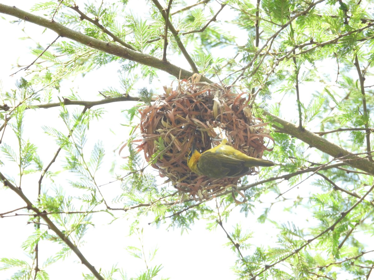Spectacled Weaver - ML637502703