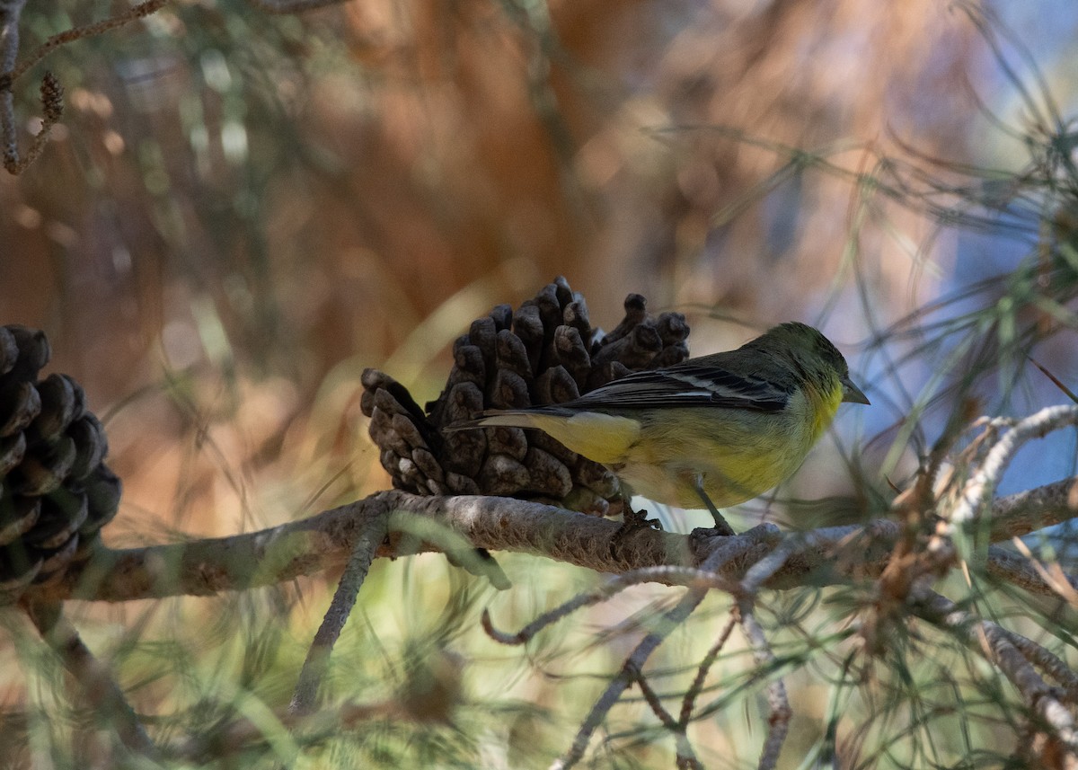 Lesser Goldfinch - ML637502731