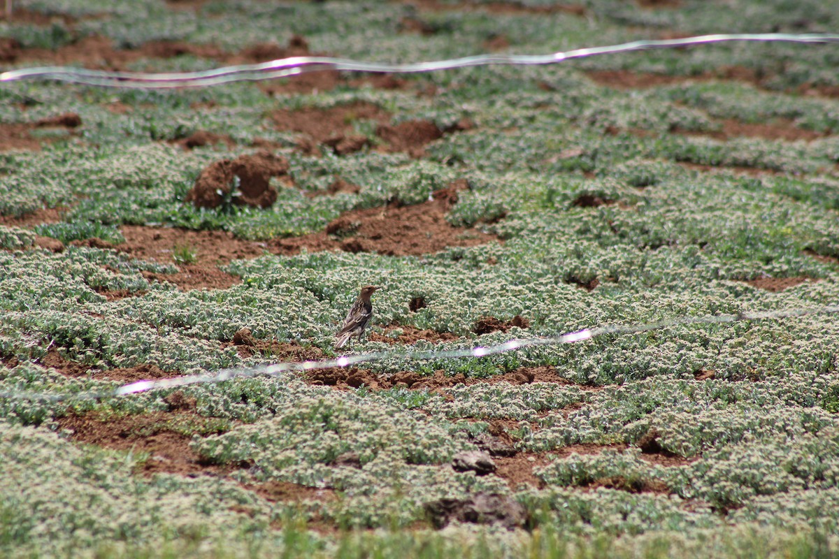 赤喉鷚 - ML637502741