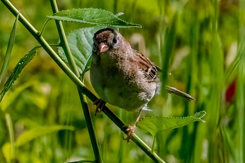 Field Sparrow - ML637502752