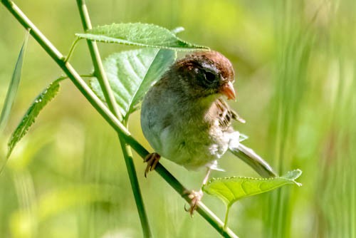 Field Sparrow - ML637502753