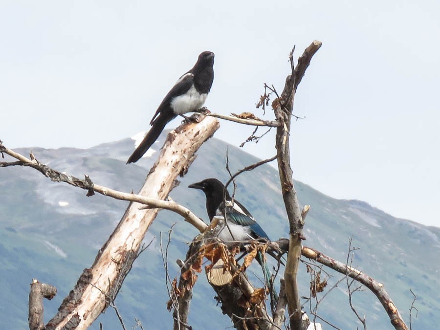 Black-billed Magpie - ML637502756