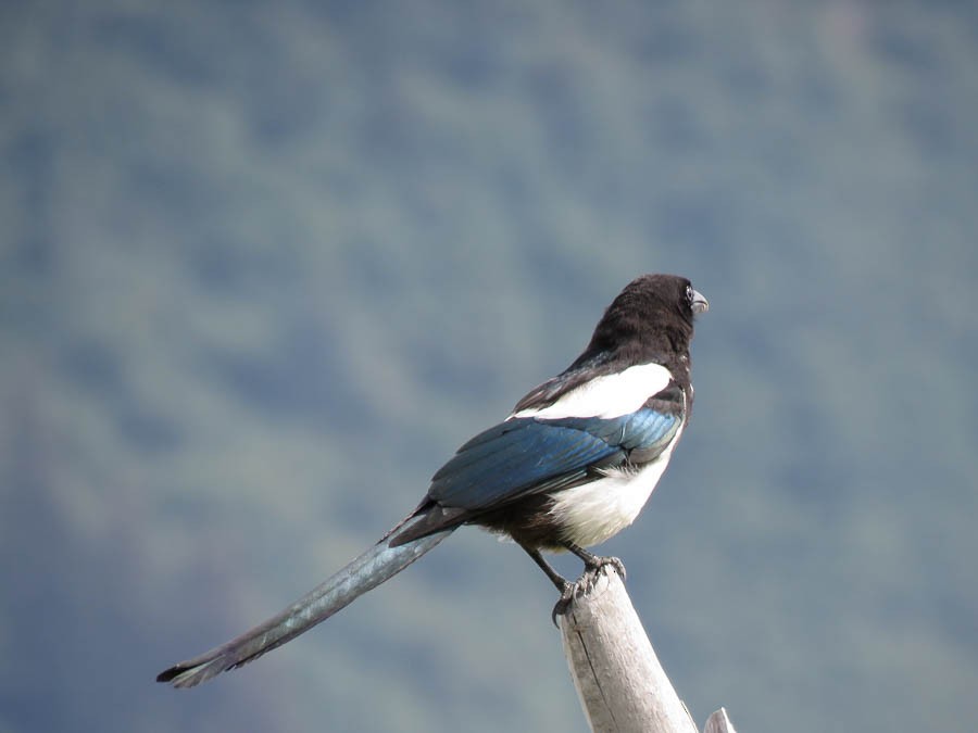 Black-billed Magpie - ML637502757