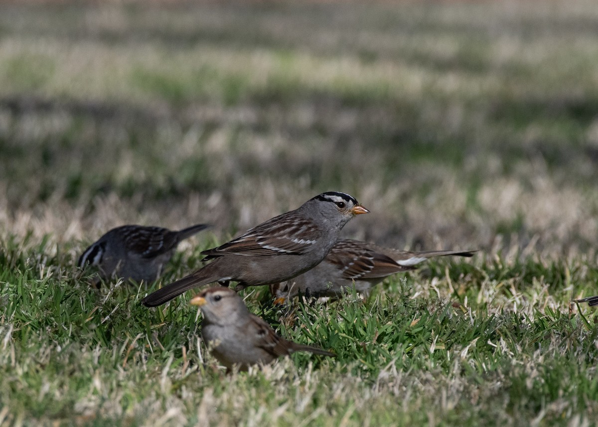 White-crowned Sparrow - ML637502758