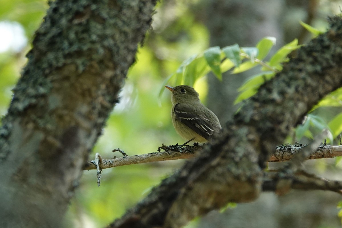 Yellow-bellied Flycatcher - ML637502783