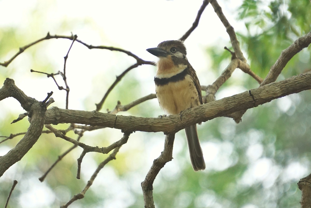 Russet-throated Puffbird - ML637502797