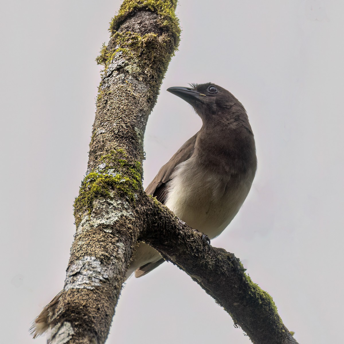 Brown Jay - ML637502800