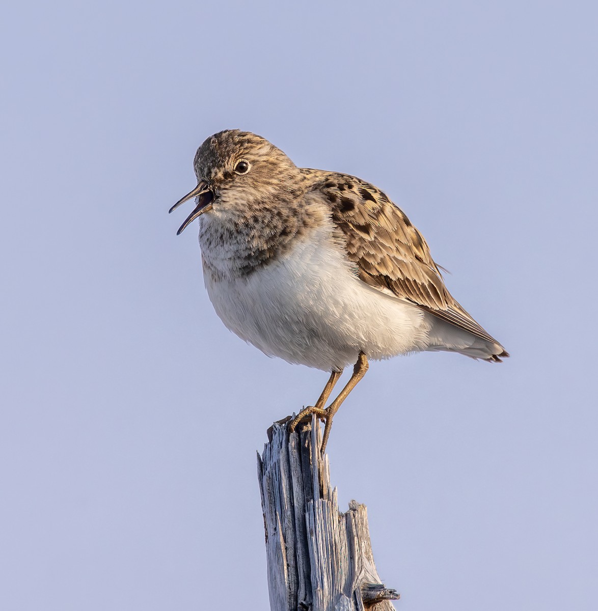 Temminck's Stint - ML637502811