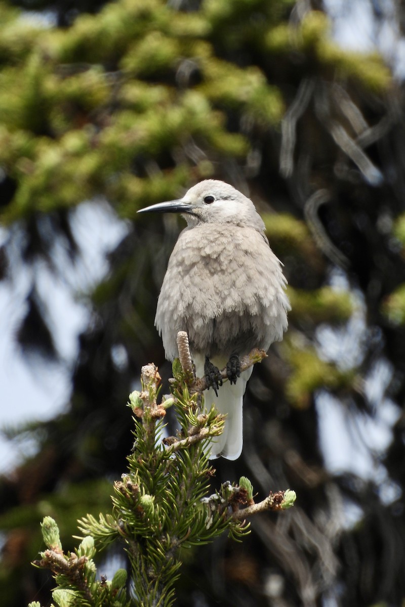 Clark's Nutcracker - ML637502827