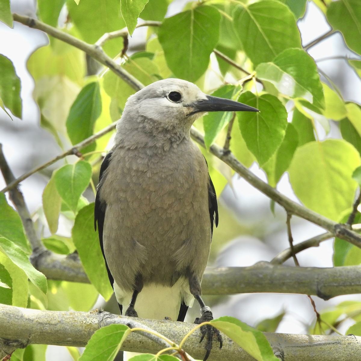 Clark's Nutcracker - ML637502828