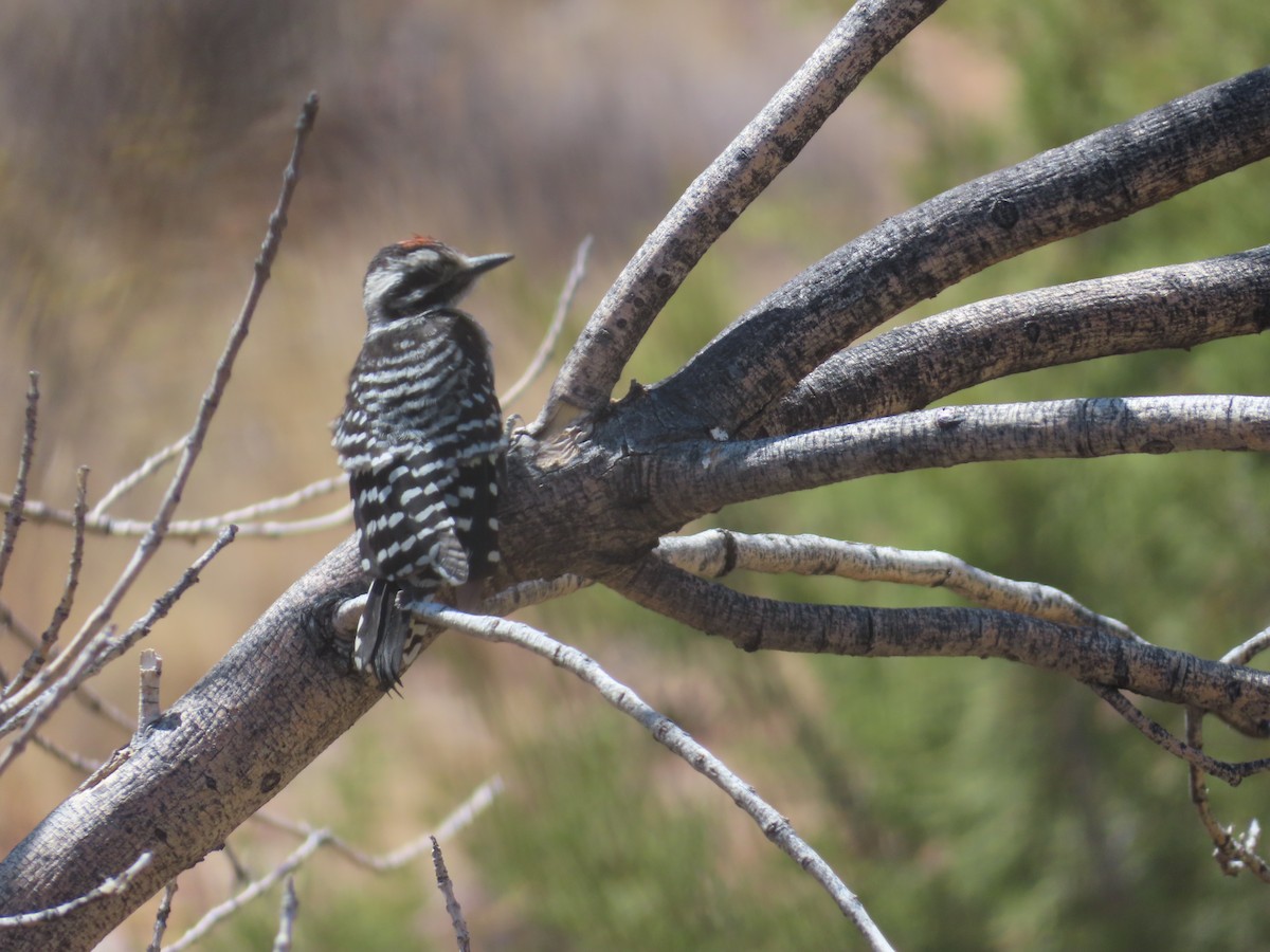 Ladder-backed Woodpecker - ML637502837