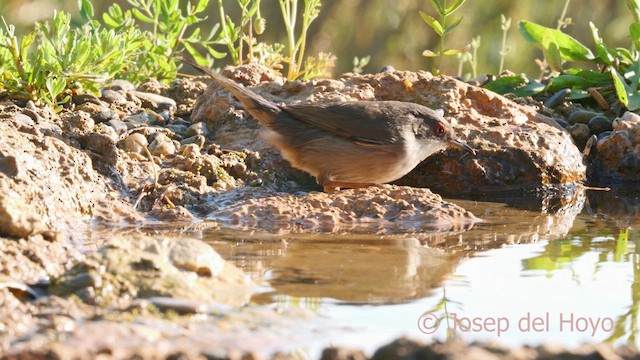 Sardinian Warbler - ML637502924