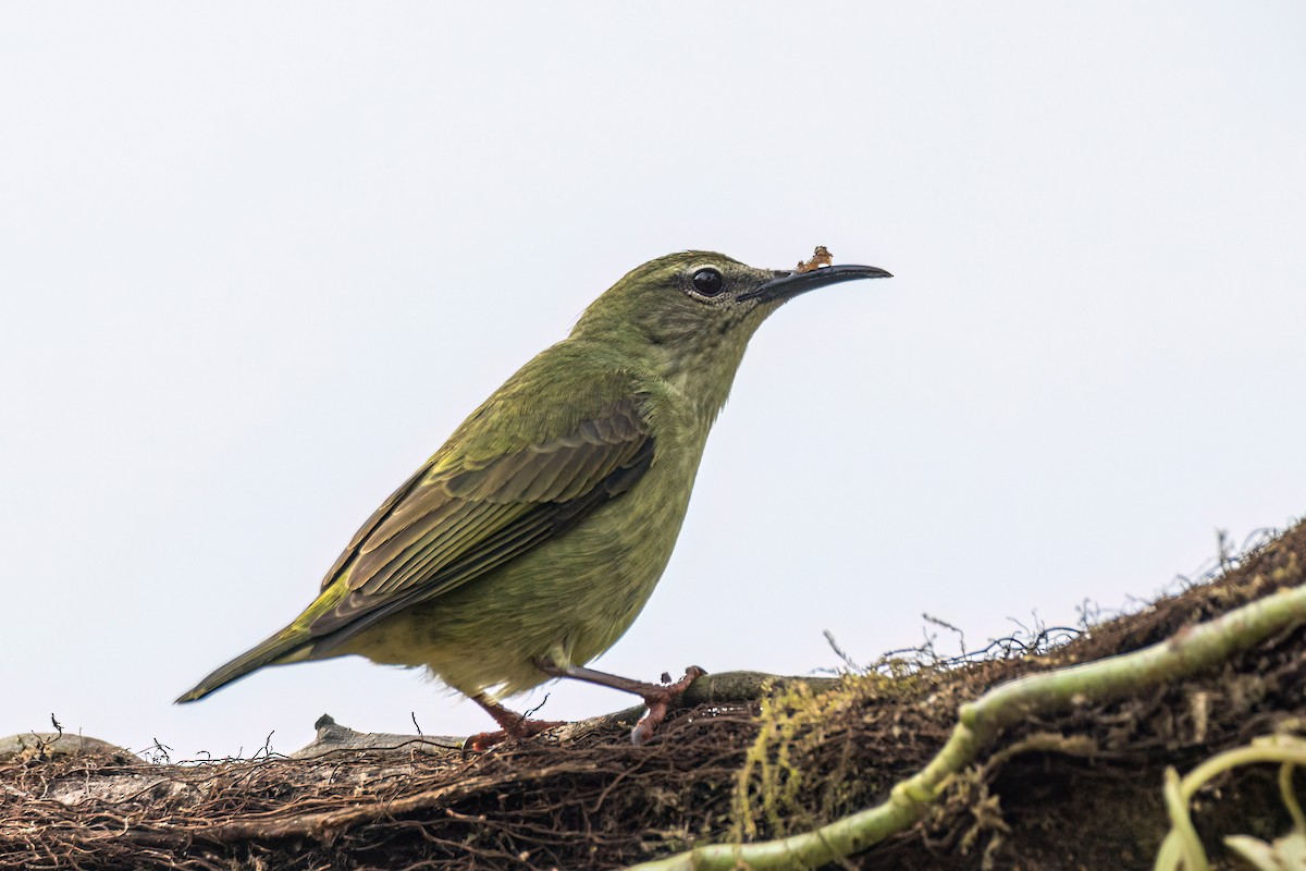 Red-legged Honeycreeper - ML637502938