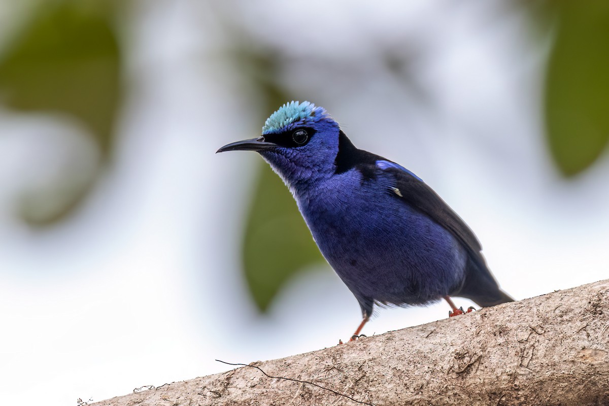 Red-legged Honeycreeper - ML637502939