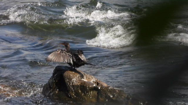 Cormoran africain - ML637502959